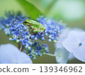 A Japanese tree frog on a hydrangea bush 139346962