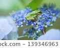 A Japanese tree frog on a hydrangea bush 139346963