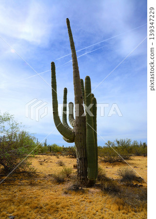 Old Saguaro Cactus Sonora desert Arizona Old Saguaro Cactus Sonora desert Arizona 139347229