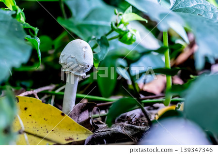 森林腳下的景象—*Macrolepiota procera*—— 森林腳下的景象—*Macrolepiota procera*—— 139347346