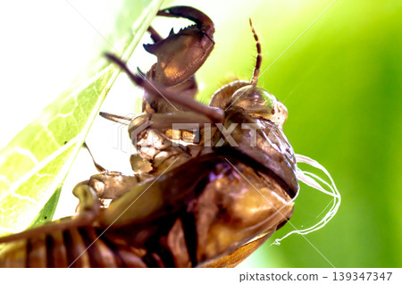 Cicada shell 139347347