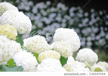 白色繡球花 白色繡球花 139347434