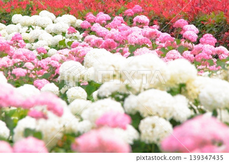 一個開滿繡球花的公園 一個開滿繡球花的公園 139347435