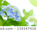 Fresh, refreshing, sparkling light blue hydrangea 139347438