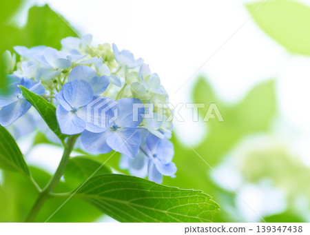 Fresh, refreshing, sparkling light blue hydrangea Fresh, refreshing, sparkling light blue hydrangea 139347438