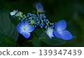 Close-up of light blue hydrangea flowers blooming beautifully in the dark shade 139347439