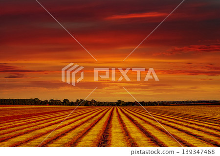 Flax fields in Normandy, France 139347468