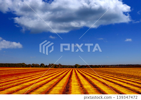 Flax fields in Normandy, France Flax fields in Normandy, France 139347472