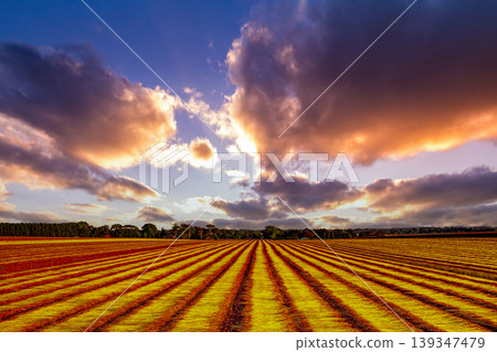 Flax fields in Normandy, France 139347479