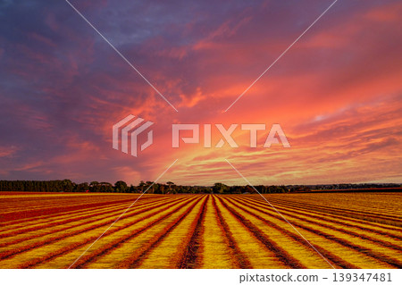 Flax fields in Normandy, France Flax fields in Normandy, France 139347481