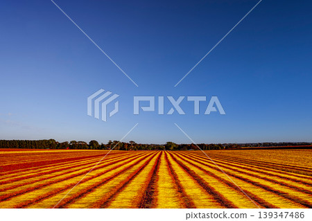 Flax fields in Normandy, France 139347486