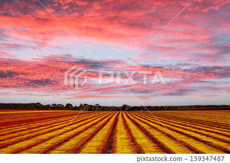Flax fields in Normandy, France 139347487