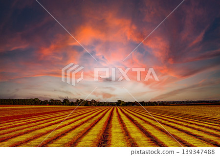 Flax fields in Normandy, France 139347488
