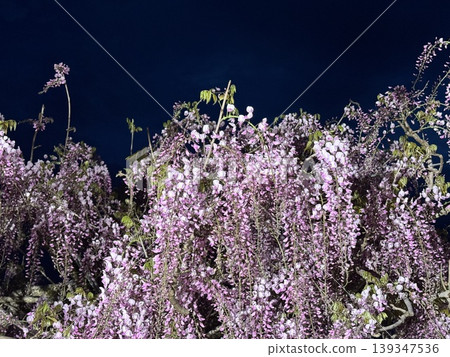 Wisteria in full bloom, illuminated at night Wisteria in full bloom, illuminated at night 139347536