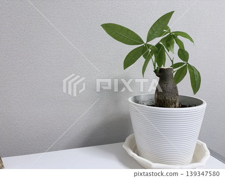 A houseplant placed on a white plate A houseplant placed on a white plate 139347580