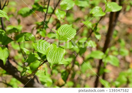 Cornus officinalis (Cornaceae family): A deciduous small tree with fresh green leaves. Cornus officinalis (Cornaceae family): A deciduous small tree with fresh green leaves. 139347582