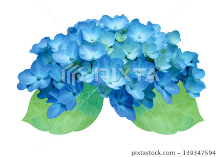 繡球花 繡球花 139347594