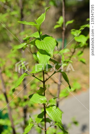 山茱萸(山茱萸科):一種落葉小喬木,葉片鮮綠。 山茱萸(山茱萸科):一種落葉小喬木,葉片鮮綠。 139347595