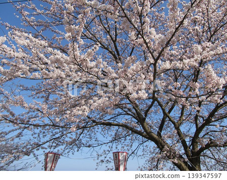 The scenery of Noto Sakura Station with cherry blossoms in full bloom against a blue sky. 139347597
