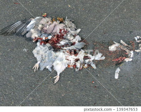 Dead wood pigeion bird run over by a car in the road Dead wood pigeion bird run over by a car in the road 139347653