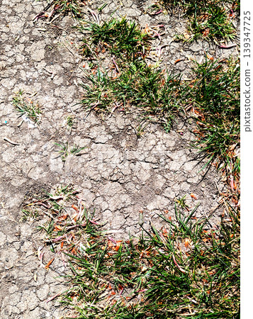Dried, cracked earth and green grass vegetation trying to growconcept of Climate change impact Dried, cracked earth and green grass vegetation trying to growconcept of Climate change impact 139347725