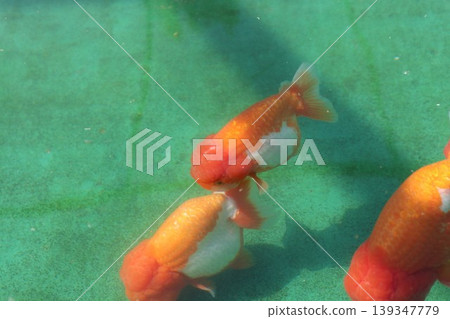 金魚 金魚 139347779
