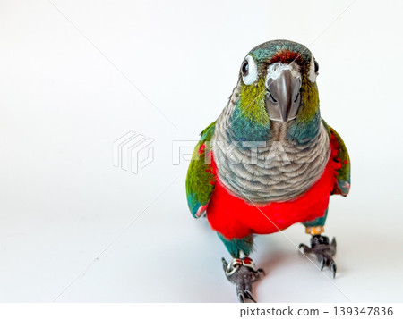 Crimson bellied conure parrot on the white background Crimson bellied conure parrot on the white background 139347836