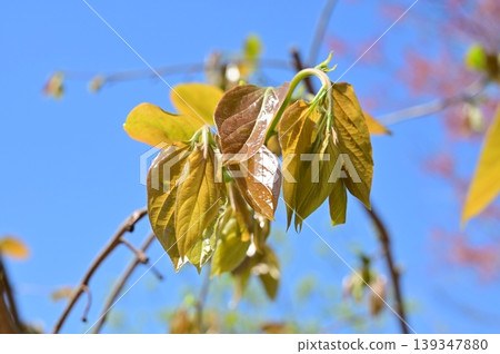 柿樹(柿樹科):一種落葉小喬木,葉片鮮綠。 柿樹(柿樹科):一種落葉小喬木,葉片鮮綠。 139347880