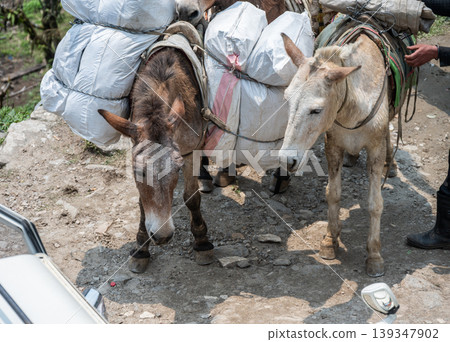 Mules while carrying tourist stuff in rural area of Nepal. Mules can carrying and transport supplies over mountainous trails. Mules while carrying tourist stuff in rural area of Nepal. Mules can carrying and transport supplies over mountainous trails. 139347902