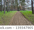 mineralized strip in the forest from a fire 139347905