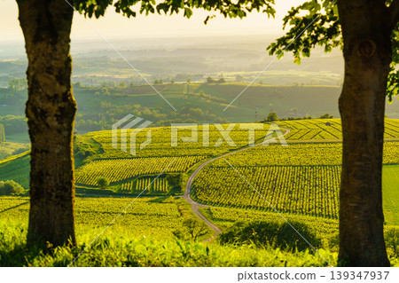 Vineyards on hills, Jura wine region, Bourgogne-Franche-Comte in eastern France. Vineyards on hills, Jura wine region, Bourgogne-Franche-Comte in eastern France. 139347937