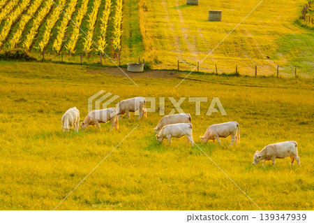 Landscape with cows on pasture and vineyards, Jura region, Bourgogne-Franche-Comte in France. Landscape with cows on pasture and vineyards, Jura region, Bourgogne-Franche-Comte in France. 139347939