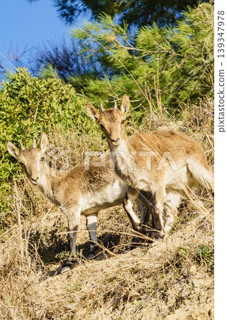 Wild goats spanish ibex on nature, Andalicia Spain Wild goats spanish ibex on nature, Andalicia Spain 139347978