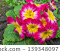 Common primrose Primula vulgaris 139348097