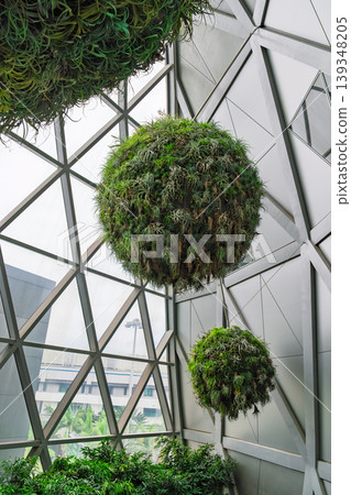 Hanging green plant spheres inside glass architectural structure Hanging green plant spheres inside glass architectural structure 139348205