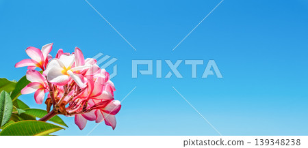 Pink frangipani flowers against blue sky tropical nature background Pink frangipani flowers against blue sky tropical nature background 139348238