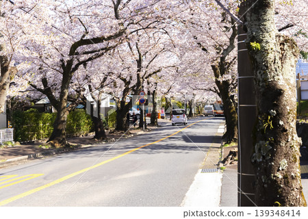 Cherry blossom trees lining Yawata-no, Ito City, Shizuoka Prefecture: A spring tourist scene. Cherry blossom trees lining Yawata-no, Ito City, Shizuoka Prefecture: A spring tourist scene. 139348414