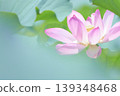 Large pink lotus flowers blooming in a lotus field 139348468