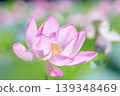 A close-up of a large pink lotus flower blooming in a lotus field. 139348469