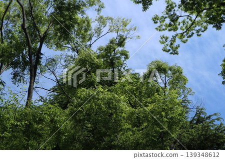 Ota Ward Heiwanomori Park Ota Ward Heiwanomori Park 139348612