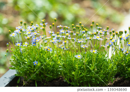 Close up of green and blue flowers Close up of green and blue flowers 139348690
