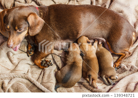 Little dachshund mom feeding puppies newborns Little dachshund mom feeding puppies newborns 139348721