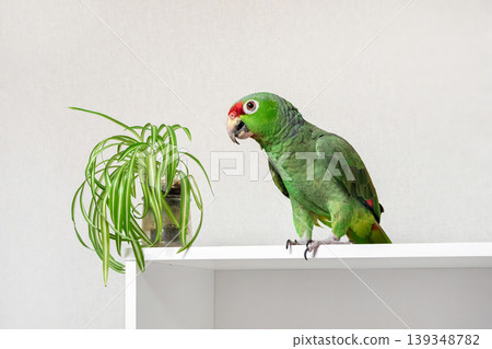 Green parrot perches calmly on a white shelf 139348782