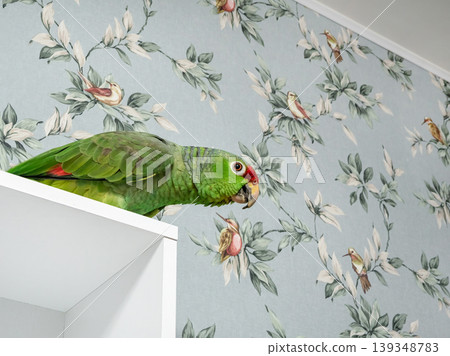 Birds in the apartment, homely cozy atmosphere concept 139348783