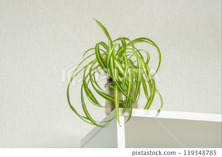 Green plant cascades gracefully over white shelf Green plant cascades gracefully over white shelf 139348785