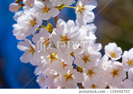 Sakura flower blossoms, beauty, new beginnings, cherry, spring, nature 139348787
