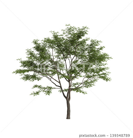 Pterocarya stenoptera tree 3d illustration on transparent background 139348789