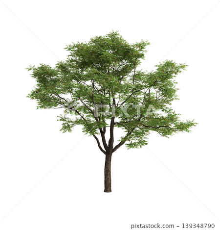 Toona sinensis tree 3d illustration on transparent background 139348790