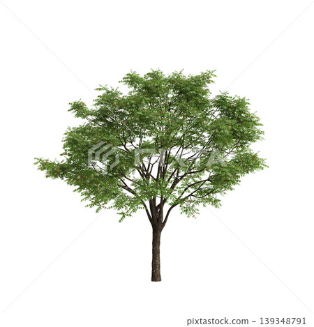 Toona sinensis tree 3d illustration on transparent background 139348791