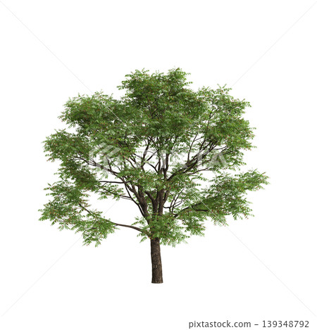 Toona sinensis tree 3d illustration on transparent background 139348792